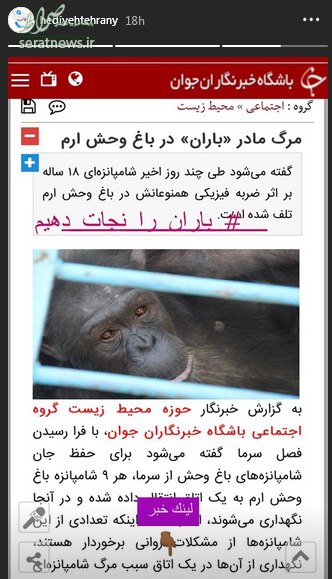 عکس شامپانزه کوچک