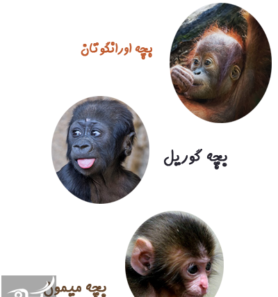 عکس شامپانزه کوچک