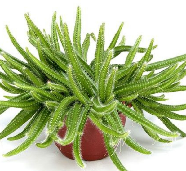 عکس کاکتوس دم موشی
