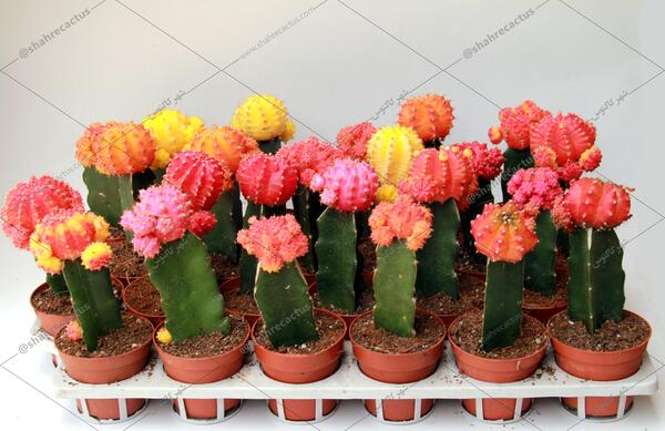 عکس کاکتوس پیوندی
