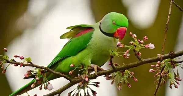 عکس طوطی سبز رنگ