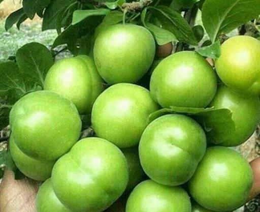 عکس آلوچه سبز