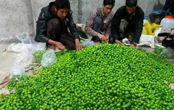عکس آلوچه سبز