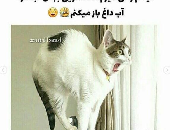 عکس های خنده دار جدید گربه