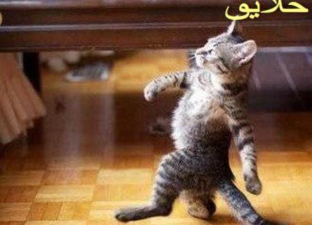 عکس های خنده دار جدید گربه