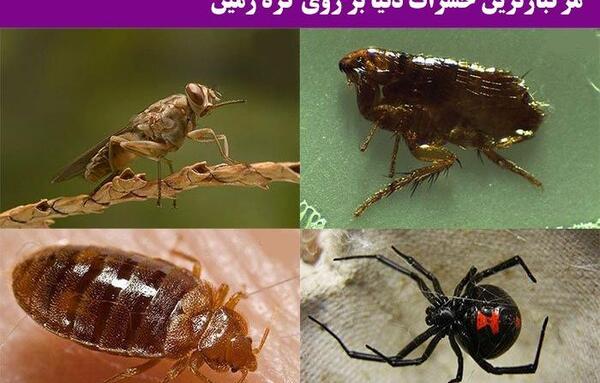 عکس حشره سبز
