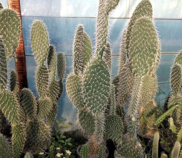 عکس کاکتوس بزرگ