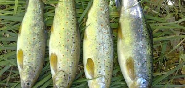 عکس سبز ماهی