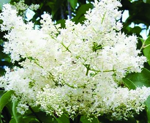 عکس گل یاس هلندی