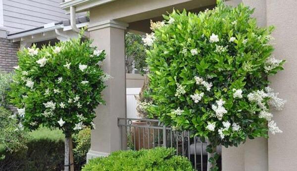 عکس گل یاس هلندی