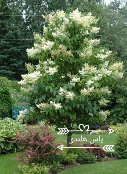 عکس گل یاس هلندی