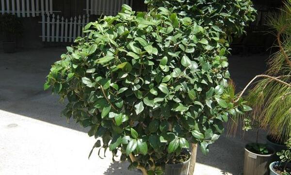 عکس گل یاس هلندی