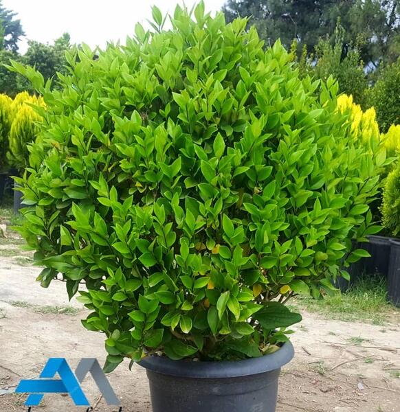 عکس گل یاس هلندی