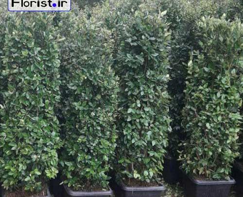 عکس گل یاس هلندی