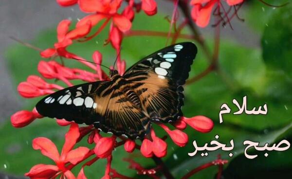 عکس صبح بخیر ماه رمضان