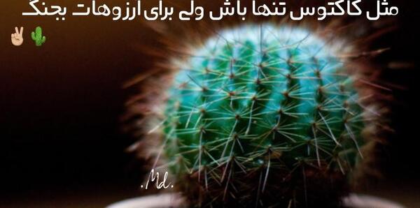 عکس کاکتوس تنها