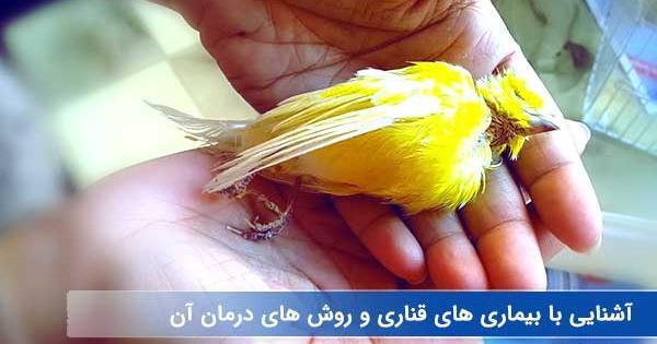 عکس خوابیدن قناری