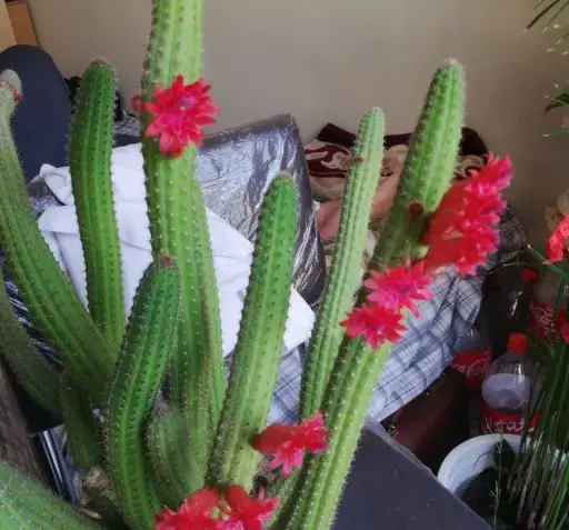 عکس کاکتوس ماری