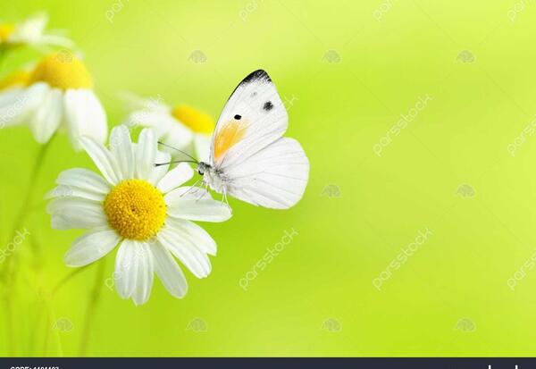 عکس سبز طلایی
