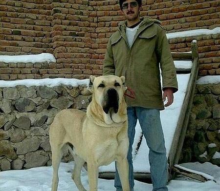 عکس سگ سرابی بزرگ