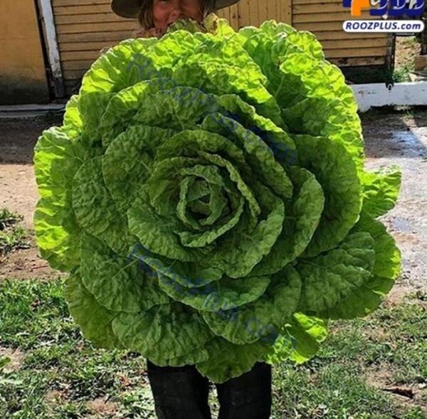 عکس غول سبز واقعی