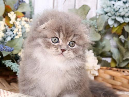 عکس گربه پشمالو برای پروفایل