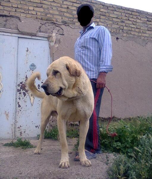 عکس سگ سرابی کوچک