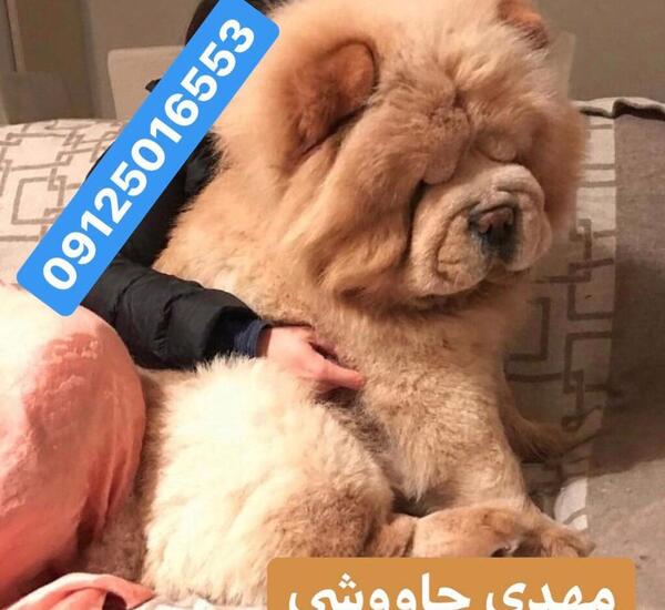 عکس سگ چاوچاو بزرگ