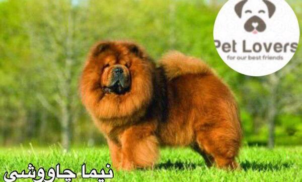 عکس سگ چاوچاو بزرگ