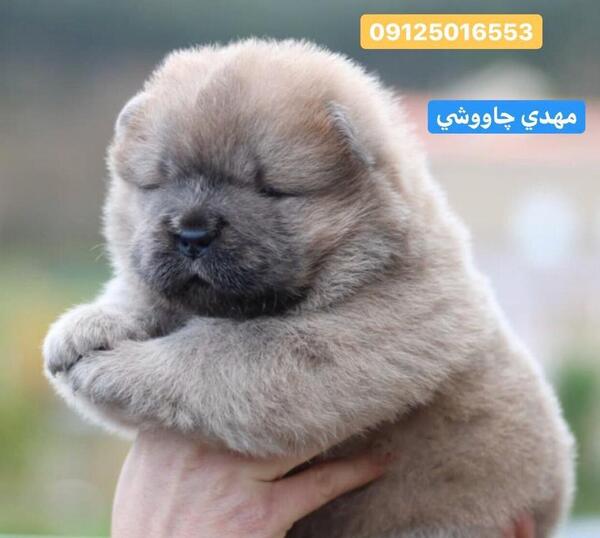 عکس سگ چاوچاو بزرگ