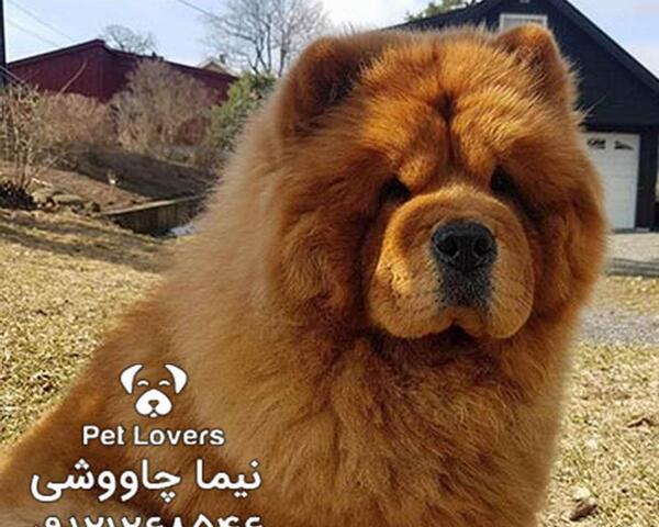 عکس سگ چاوچاو بزرگ