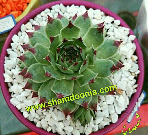 عکس کاکتوس لب ماتیکی