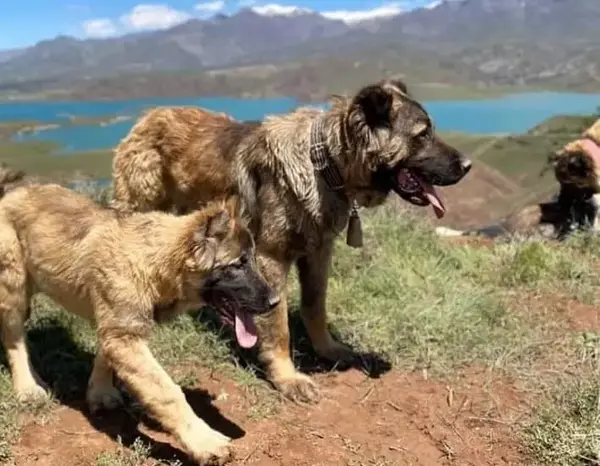 عکس سگ سرابی اصیل سیاه