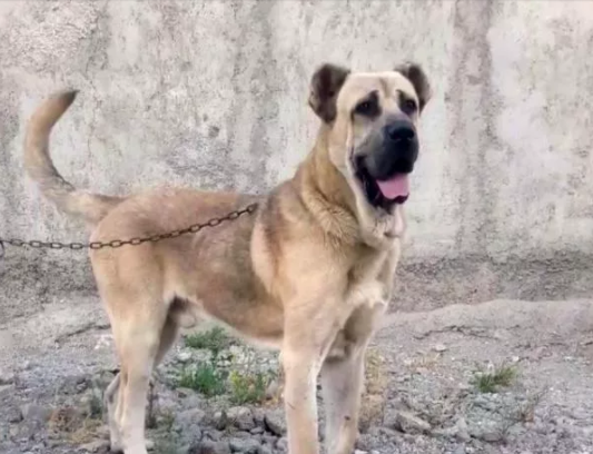 عکس سگ سرابی اصیل سیاه