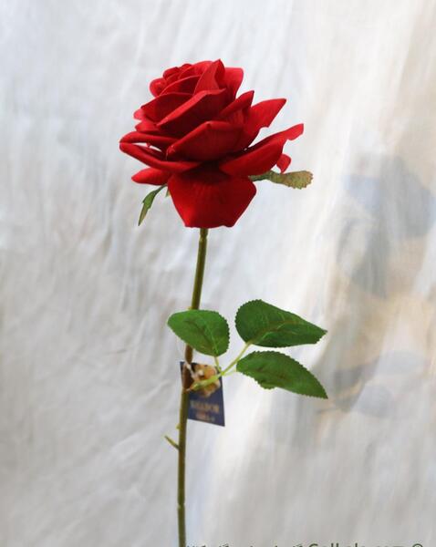 عکس یک شاخه گل رز صورتی