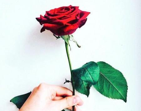 عکس یک شاخه گل رز صورتی