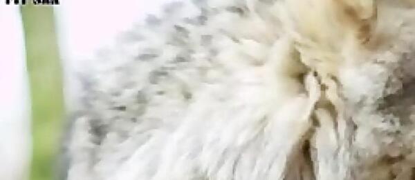 عکس سگ سرابی با گرگ