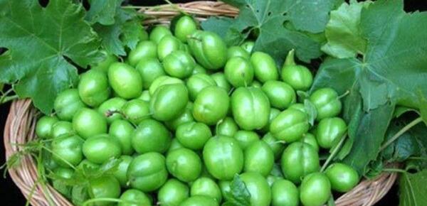 عکس الو سبز با نمک
