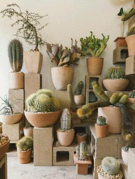 عکس کاکتوس رنگی برای پروفایل