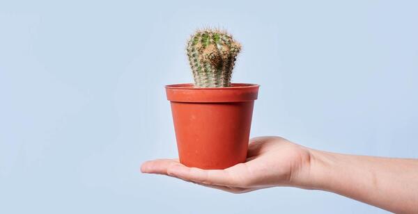 عکس کاکتوس رنگی برای پروفایل