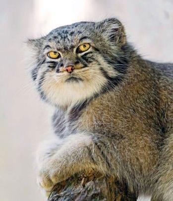 عکس گربه پالاس
