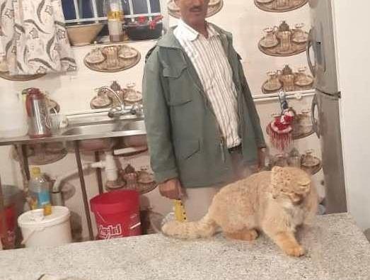 عکس گربه پالاس