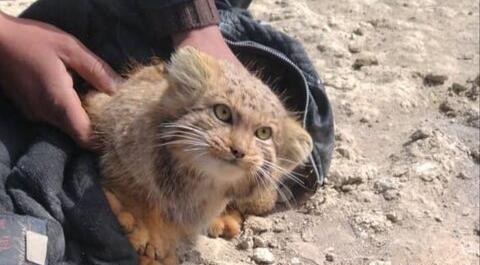 عکس گربه پالاس