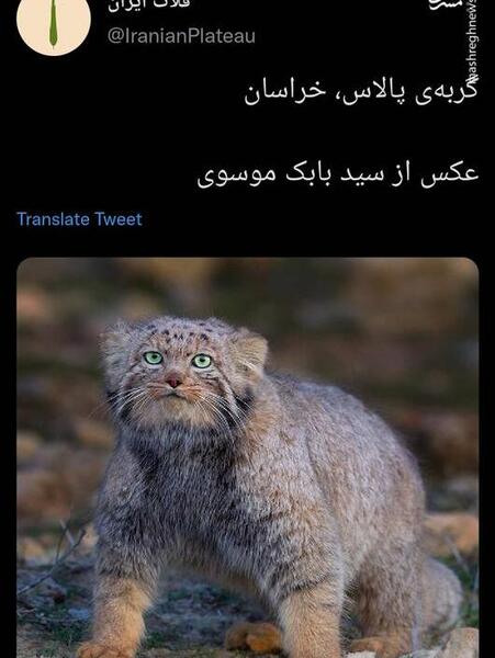 عکس گربه پالاس