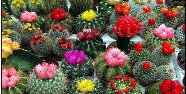 عکس کاکتوس های مختلف