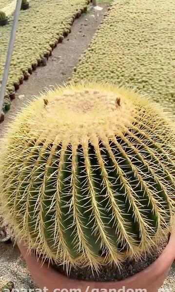 عکس کاکتوس آچینو