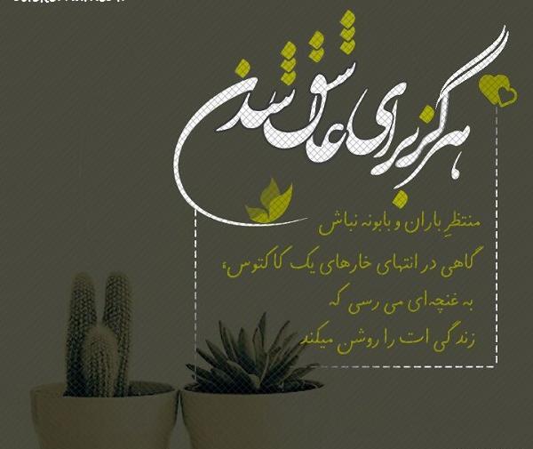 عکس کاکتوس عاشقانه