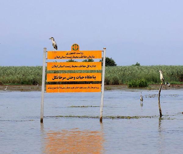 عکس ابی گیلان