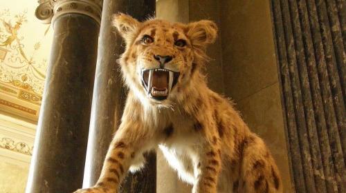 عکس گربه دندان خنجری