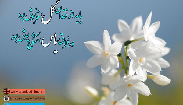 عکس حضرت یاس